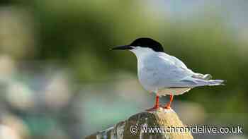 Highest number of UK's rarest seabird in 50 years breeding in Northumberland