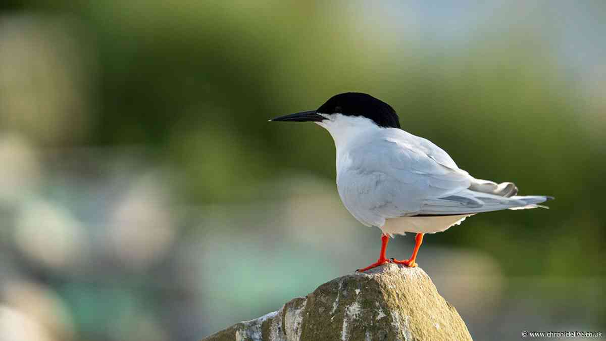Highest number of UK's rarest seabird in 50 years breeding in Northumberland