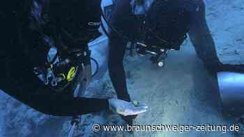 Verblüffende Entdeckung in Schiffswrack in Kroatien – Goldschatz knackt Rekord