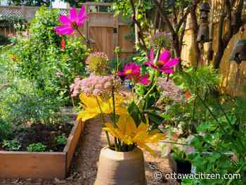 Green thumb: Harvesting beauty from the flower garden  