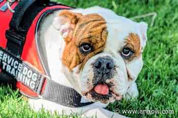 School Board considers ban on petting service dogs