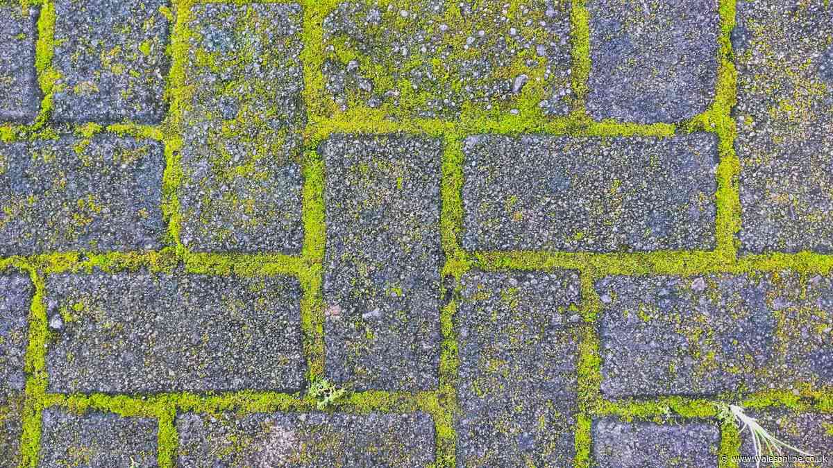 Remove patio moss and algae using 1 natural item — no scrubbing needed