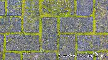 Remove patio moss and algae using 1 natural item — no scrubbing needed