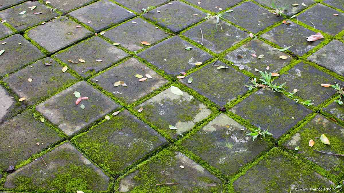 Patio moss and algae will disappear when cleaned with 1 natural item — no scrubbing