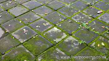 Patio moss and algae will disappear when cleaned with 1 natural item — no scrubbing