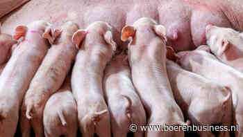 Grote varkenshouder uit Noordoostpolder failliet