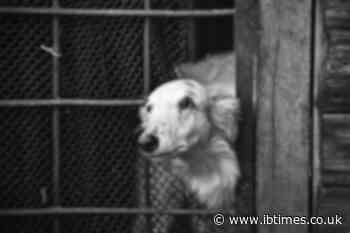 Iowa Puppy Mill Owner Avoids Charges After 32 Neglected Dogs That 'Suffered Needlessly' Were Seized