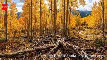 The 16,000-year-old Pando appears to be a forest, but scientists say all 47,000 trees belong to a single living organism