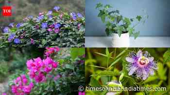 7 Fast-growing plants that provide natural shade and keep your home cool
