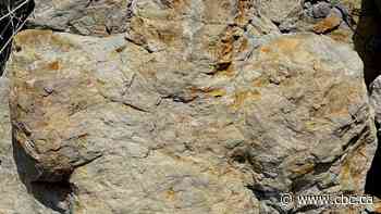 Rare duck-billed dinosaur tracks in Tumbler Ridge help tell story of ancient delta, says earth scientist