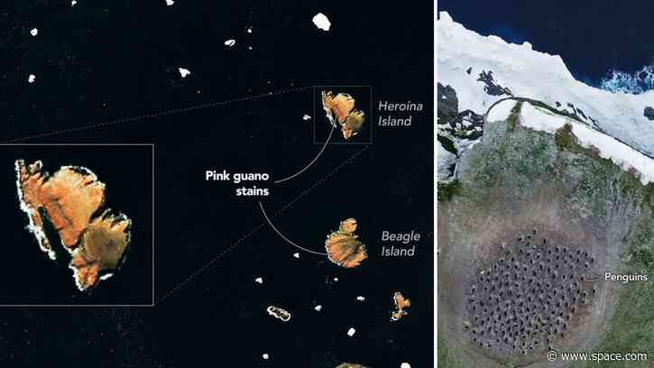 Pink penguin poop on the Danger Islands | Space photo of the day for July 30, 2026