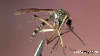 Toronto Public Health confirms 1st 2026 case of West Nile virus