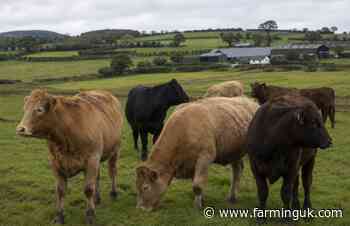 Farm leaders demand action over Brazilian beef import risk