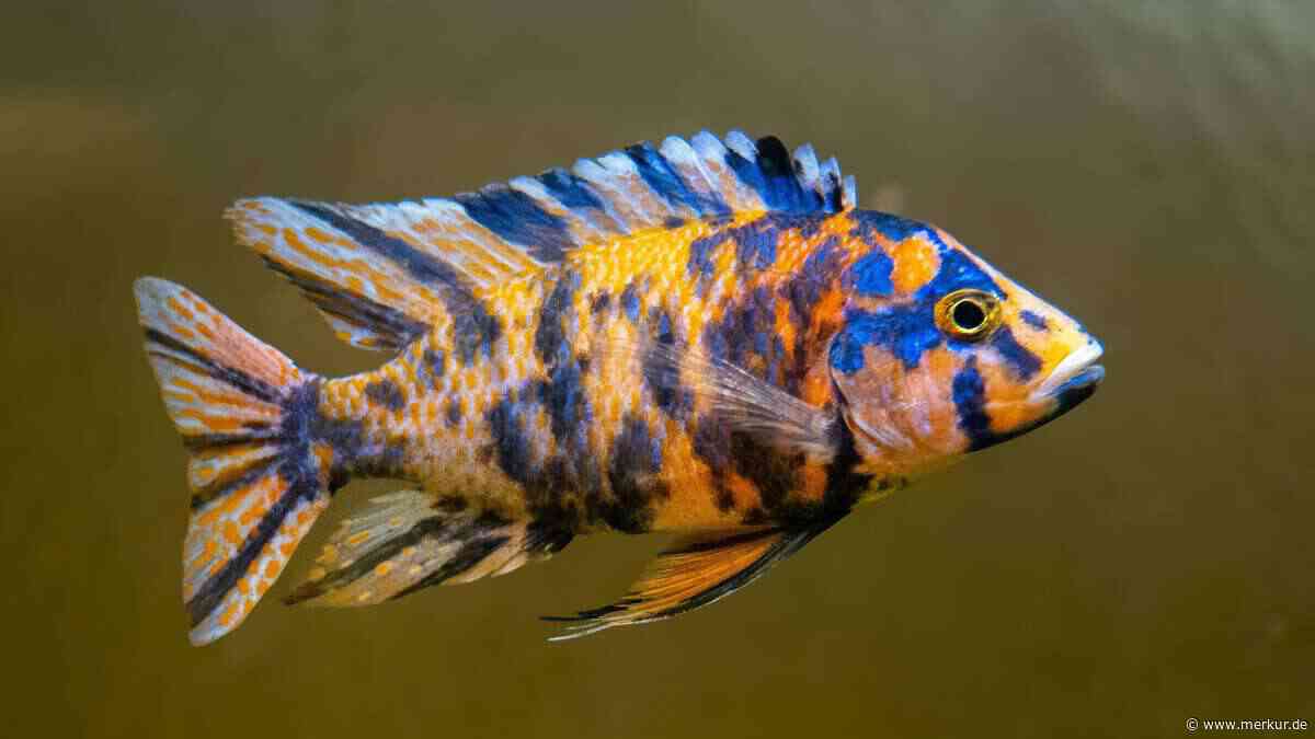 Diese 10 Aquarienfische sind atemberaubend schön – aber nichts für Anfänger