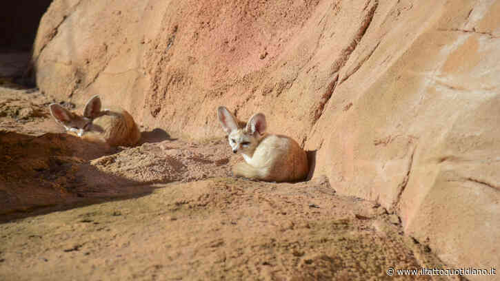 “Pesano al massimo un chilo e sopravvivono a temperature estreme”: cinque cuccioli di fennec nati al Bioparco di Roma, si tratta dei canidi più piccoli del mondo