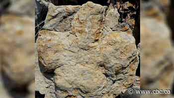 Rare duck-billed dinosaur tracks in Tumbler Ridge help tell story of ancient delta, says earth scientist