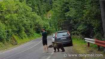 Tourist freezes as wild bear bites at his leg before he flees in terror when the beast lunges at him on Romanian highway