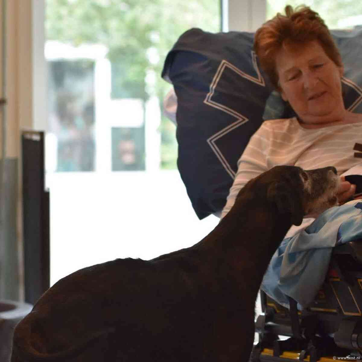 Laatste wens vrijwilligster dierenopvang: nog één keer blinde hond Sua knuffelen