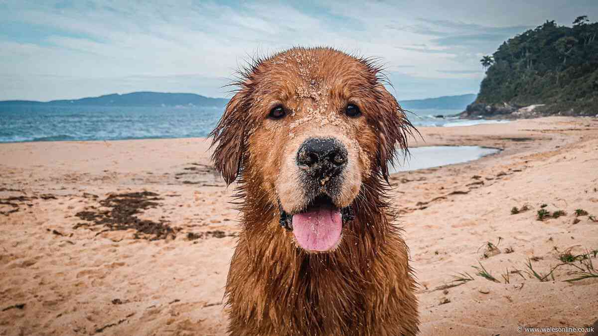 Dog owners taking pets on holiday urged to save important phone number