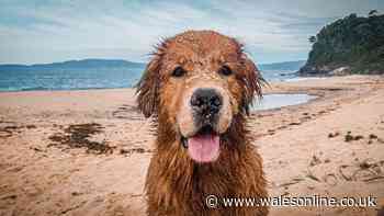 Dog owners taking pets on holiday urged to save important phone number