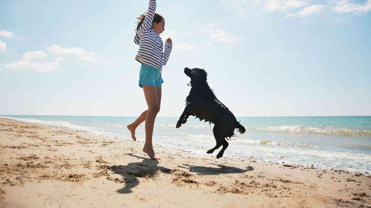 Dog owners taking pets on holiday urged to save important phone number