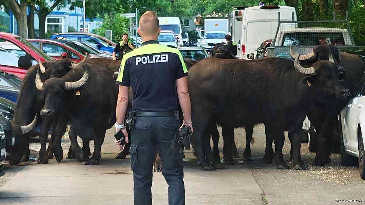 "Nervös, aber friedlich": Ausgebüxte Wasserbüffel streifen durch Berlin
