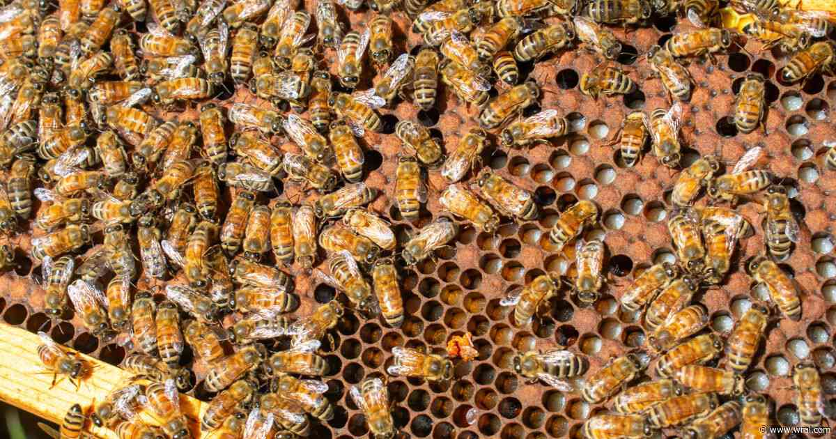 Invasive bee-killing hornets discovered in North Carolina for first time