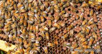 Invasive bee-killing hornets discovered in North Carolina for first time