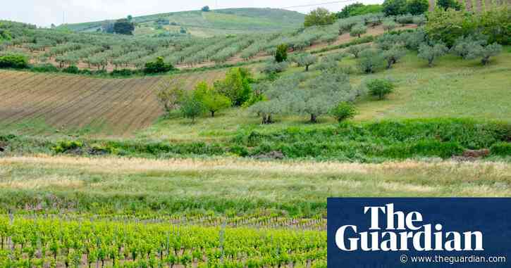 Why catarratto is the Quincy Jones of white wine grapes