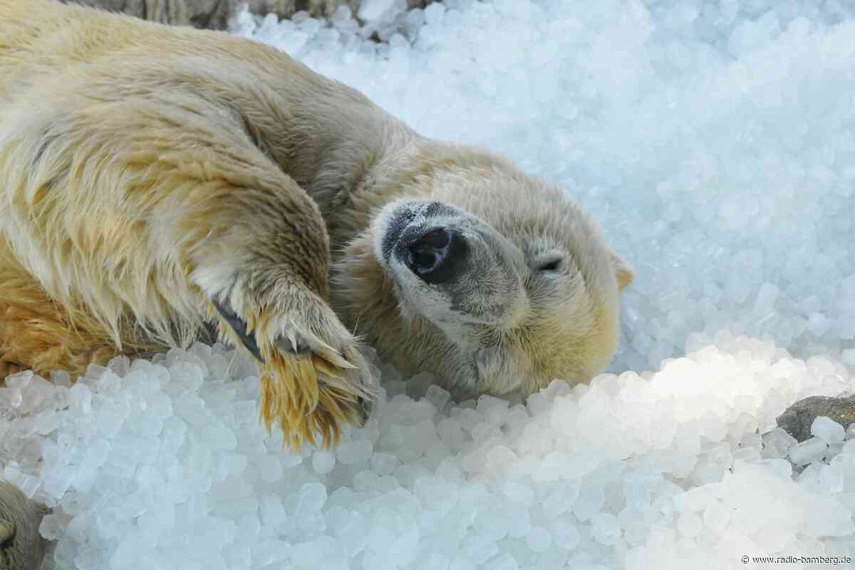 Tonnenweise Eis für Eisbären im Prager Zoo
