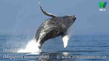 Humpback whales leap out of water off New York coast in spectacular video