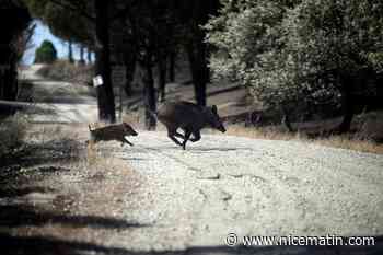 « Ne rajoutons pas de pression sur des animaux déjà en détresse » : une pétition veut interdire la chasse dans les forêts touchées par des incendies