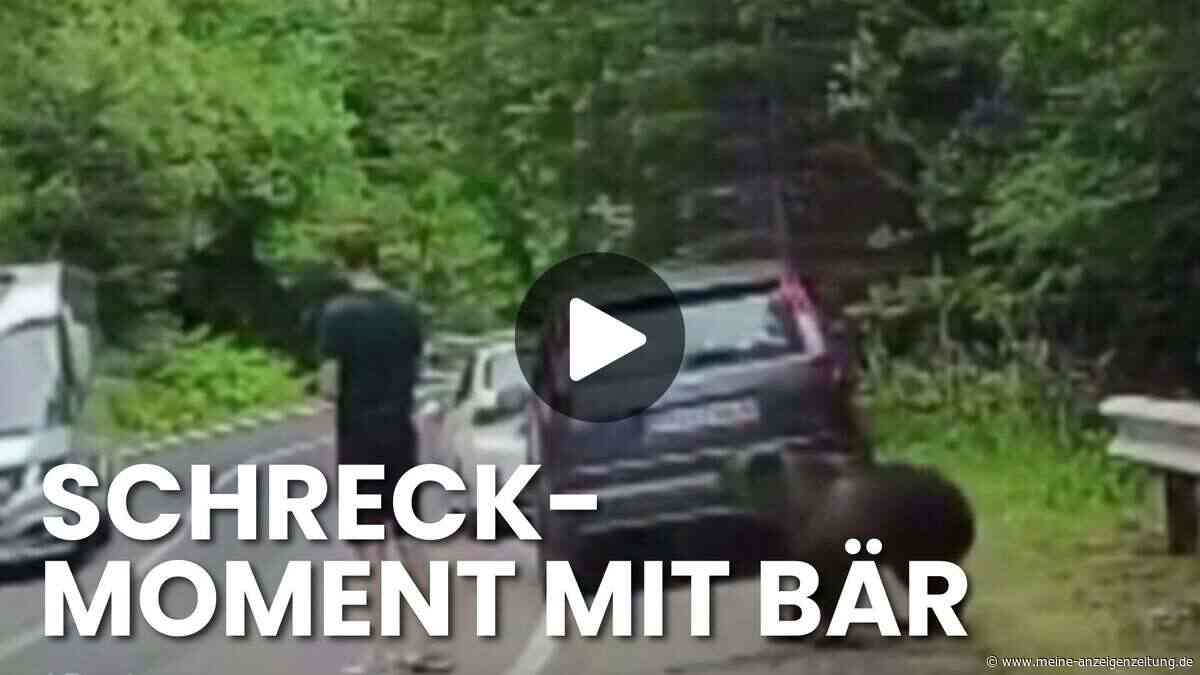Bär nähert sich Tourist in Rumänien unbemerkt – Dashcam filmt den Schreckmoment
