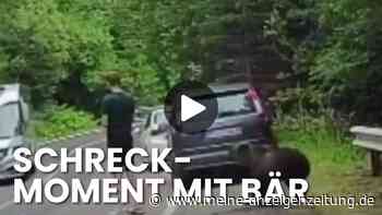 Bär nähert sich Tourist in Rumänien unbemerkt – Dashcam filmt den Schreckmoment