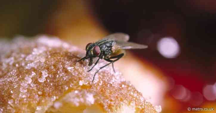 A ‘plague’ of flies is swarming UK homes — here’s how to get rid of them