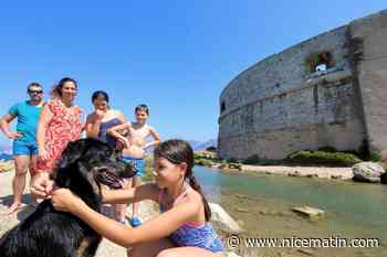 De l’espace, de l’ombre, de l’eau… La nouvelle caniplage de Toulon déjà adoptée par les chiens