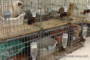 Rescatados 25 gatos que quedaron bajo los escombros de un centro comercial en Japón