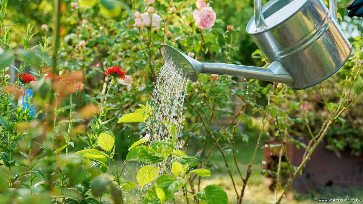 Gardeners are making major mistake with plants in hot weather – not overwatering