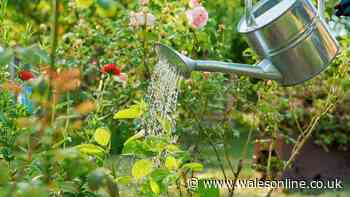 Gardeners are making major mistake with plants in hot weather – not overwatering