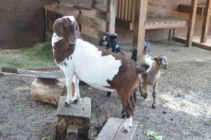 Grazing goats could reduce wildfire risk in Langley Township