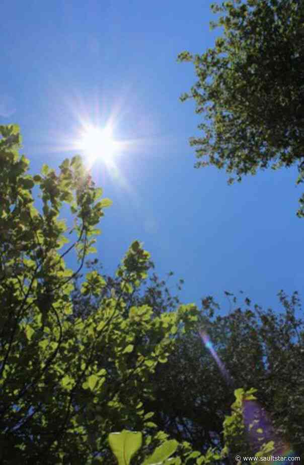 City eyes funding program to expand Sault tree canopy