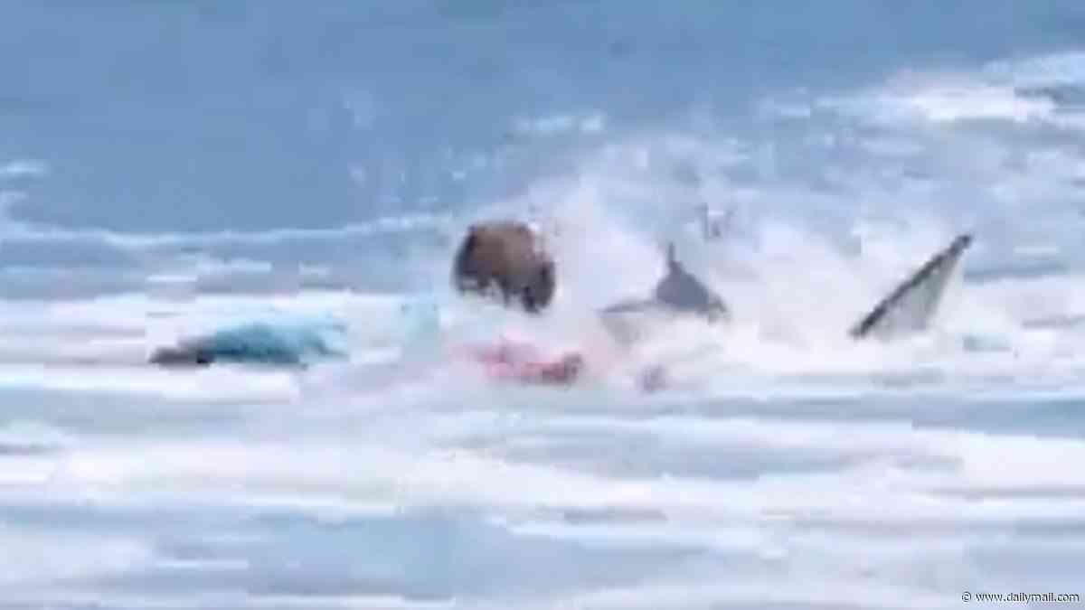 Mystery sharks mauling children just feet from US shores are exposed by disturbing new evidence