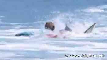Mystery sharks mauling children just feet from US shores are exposed by disturbing new evidence