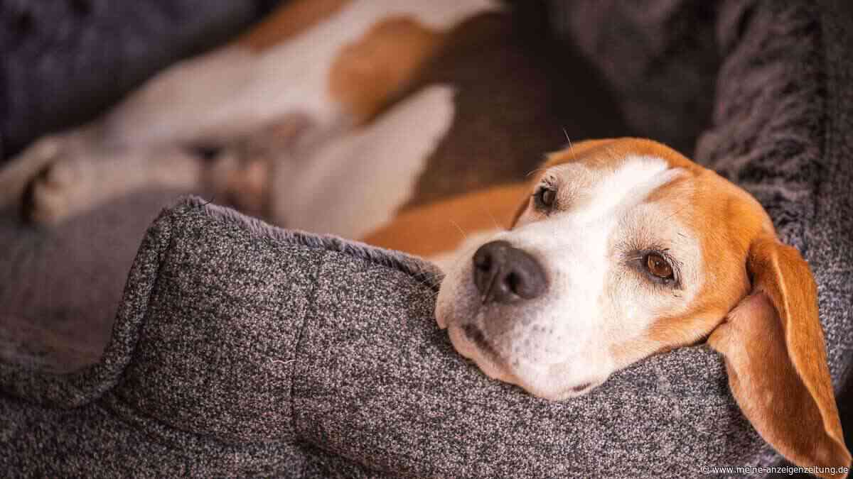Studie zerstört Haustier-Mythos – Tiere machen nicht glücklicher