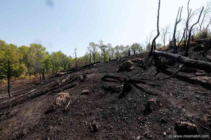 La Fondation du patrimoine lance une collecte pour restaurer les forêts du Var et de la région touchées par les incendies