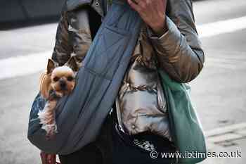 How to Safely Transport Dogs on London Tube Escalators and Avoid TfL Penalties and Injuries