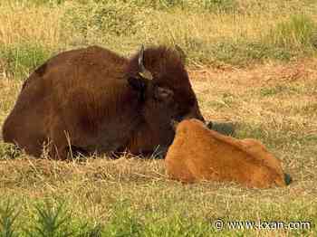 Native women-led Texas Tribal Buffalo Project seeks to 'rematriate' prairie, help their communities