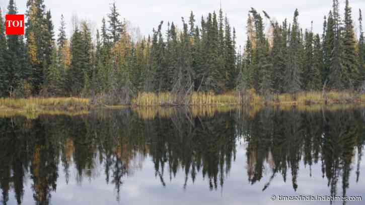 Boreal forests shade permafrost so effectively that summer thaw stays about one metre shallower