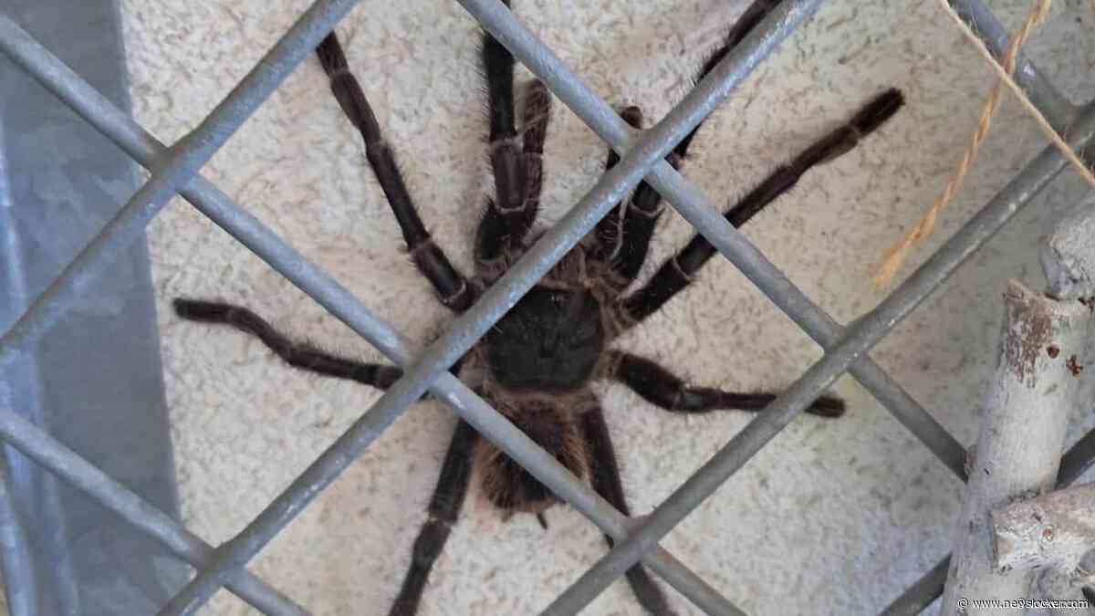 Enschedese vrouw treft vogelspin van 20 centimeter aan in achtertuin