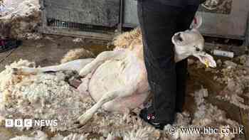 Sheep shearing courses hope to fill labour gap